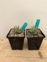 Aloe erinacea 5" Pots - USA Seed Grown