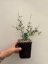 Operculicarya hyphaenoides 5" Pot - Root Cutting