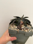 Gasteria armstrongii hybrid 6" Pot - Variegated Pup!