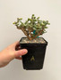 Ceraria pygmaea 5" Pot A