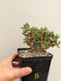 Ceraria pygmaea 5" Pot B