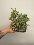 Ceraria pygmaea 5" Pot C
