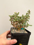 Ceraria pygmaea 5" Pot D