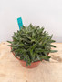 Gasteria liliputana 8" Pot - Anthony's Old Stock Plant!