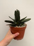 Gasteria excelsa hybrid 6" Pot - Seed Grown