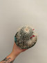 Mammillaria geminispina 6" Pot 1