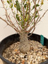 Fouquieria columnaris 2 Gallon Pot 2