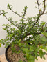 Bursera fagaroides 3 Gallon Pot B