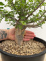 Bursera fagaroides 3 Gallon Pot B