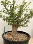 Bursera fagaroides 3 Gallon Pot B