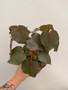 Ficus petiolaris 6" Pot A