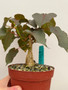 Ficus petiolaris 6" Pot A
