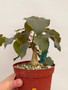Ficus petiolaris 6" Pot B
