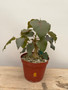 Ficus petiolaris 6" Pot B
