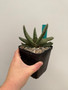 Gasteria retusa 5" Pot