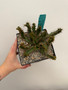 Euphorbia micracantha 6" Pot A