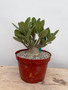 Adenium arabicum 8" Pot A