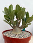 Adenium arabicum 8" Pot A