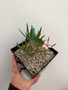 Pachypodium succulentum x bispinosum 6" Pot B