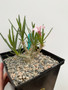 Pachypodium succulentum x bispinosum 6" Pot B