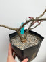 Pachypodium succulentum x bispinosum 6" Pot D