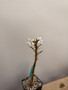Pachypodium succulentum 3.5" Pot - Rare White Flower!