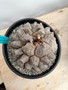 Dioscorea elephantipes 2 Gallon Pot