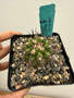 Copiapoa streptocaulon 5" Pot W
