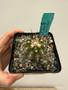 Copiapoa streptocaulon 5" Pot Y