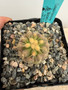 Copiapoa haseltoniana 5" Pot W - Seedgrown from Poot's stock plants!