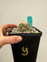 Copiapoa haseltoniana 5" Pot Y - Seedgrown from Poot's stock plants!