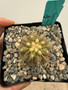 Copiapoa haseltoniana 5" Pot Y - Seedgrown from Poot's stock plants!
