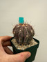 Copiapoa grandiflora 3" Pot - Overgrown plant ready for transplanting!