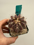 Copiapoa grandiflora 3" Pot - Overgrown plant ready for transplanting!