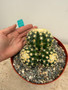 Echinocactus grusonii v. brevispinus 8" Pot - Cluster!