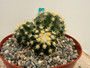 Echinocactus grusonii v. brevispinus 8" Pot - Cluster!