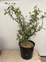 Bursera fagaroides 3 Gallon Pot B