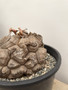 Dioscorea elephantipes 3 Gallon Pot B 