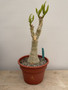 Cyphostemma juttae 8” Pot B 