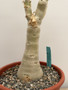 Cyphostemma juttae 8” Pot B 