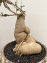 Raphionacme flanaganii Specimen 