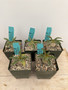 Pachypodium namaquanum 3.5” Pots 