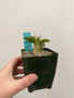 Pachypodium namaquanum 3.5” Pots 