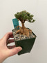 Trichodiadema bulbosum 3.5” Pots
