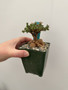 Trichodiadema bulbosum 3.5” Pots