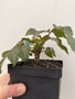 Beiselia mexicana 5” Pot A
