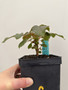 Beiselia mexicana 5” Pot C