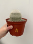 Mammillaria albilanata 6” Pot A