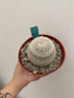 Mammillaria albilanata 6” Pot A