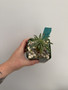 Euphorbia “Sotetsu Kirin” 3.5” Pots 
